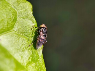 insect, bee, fly, macro, nature, flower, animal, bug, wasp, closeup, yellow, leaf, close-up, honey, black, summer, wing, wildlife, bumblebee, white, pollen, sting, wings, garden, small