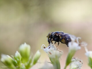 insect, bee, fly, macro, nature, flower, animal, bug, wasp, closeup, yellow, leaf, close-up, honey, black, summer, wing, wildlife, bumblebee, white, pollen, sting, wings, garden, small