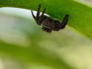 spider, insect, animal, arachnid, macro, nature, isolated, brown, bug, white, wildlife, wild, closeup, close-up, arachnophobia, white background, web, predator, scary, hairy, creepy, small, black, leg
