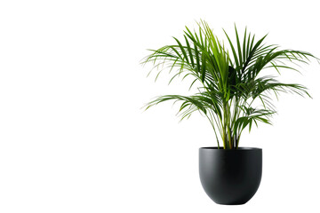 Fototapeta na wymiar Foxtail Palm in Black Pot on Transparent Background