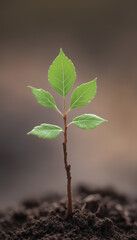 New Life Emerges: Young Plant Grows from Soil in Isolated Environment, Symbolizing Nature's Growth and Development