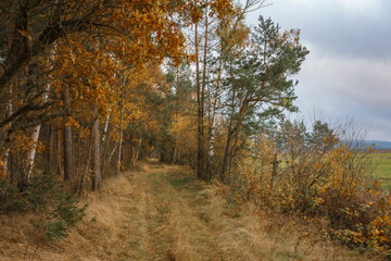 Fototapeta na wymiar Mischwald im Herbst
