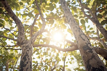 Fototapeta premium sun shining through a canopy of rubber trees