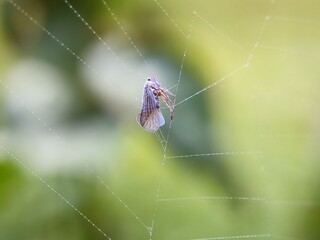 spider, web, insect, nature, animal, arachnid, macro, garden, cobweb, net, wildlife, legs, closeup,...