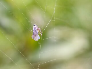 spider, web, insect, nature, animal, arachnid, macro, garden, cobweb, net, wildlife, legs, closeup, bug, spider web, predator, danger, hairy, arachnophobia, spiders, creepy, trap, spiderweb
