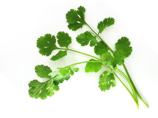 Coriander leaf isolated on white background. Top view. Flat lay