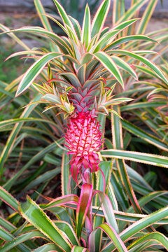 Red pineapple plant in the garden