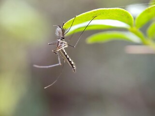 insect, macro, nature, animal, bug, green, wildlife, leaf, dragonfly, closeup, fly, grass, spider, close-up, wild, summer, mosquito, wing, grasshopper, black, wings, natural, close up, fauna, red