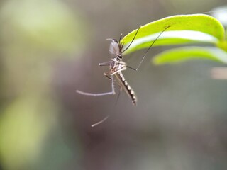 insect, macro, nature, animal, bug, green, wildlife, leaf, dragonfly, closeup, fly, grass, spider, close-up, wild, summer, mosquito, wing, grasshopper, black, wings, natural, close up, fauna, red