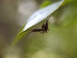 insect, macro, nature, animal, bug, green, wildlife, leaf, dragonfly, closeup, fly, grass, spider, close-up, wild, summer, mosquito, wing, grasshopper, black, wings, natural, close up, fauna, red