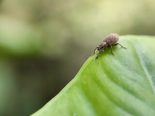 insect, nature, macro, animal, leaf, grass, bug, dragonfly, wildlife, fly, closeup, spider, summer, wings, grasshopper, plant, flower, butterfly, fauna, spring, garden, wild, branch, close-up