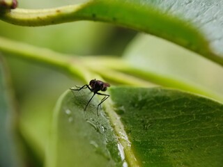 insect, nature, leaf, macro, bug, animal, spider, insects, closeup, ant, plant, close-up, fly, wildlife, wild, grass, flower, summer, brown, garden, beetle, small, pest, close, fauna