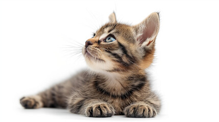 Obraz premium Curious Small Kitten Gazing Skyward