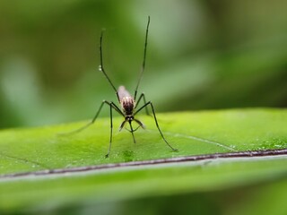 insect, nature, leaf, macro, bug, animal, spider, insects, closeup, ant, plant, close-up, fly, wildlife, wild, grass, flower, summer, brown, garden, beetle, small, pest, close, fauna