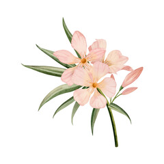 Floral Oleander flowers with buds on branch watercolor illustration isolated on white background. Pastel pink color bouquet for wedding designs
