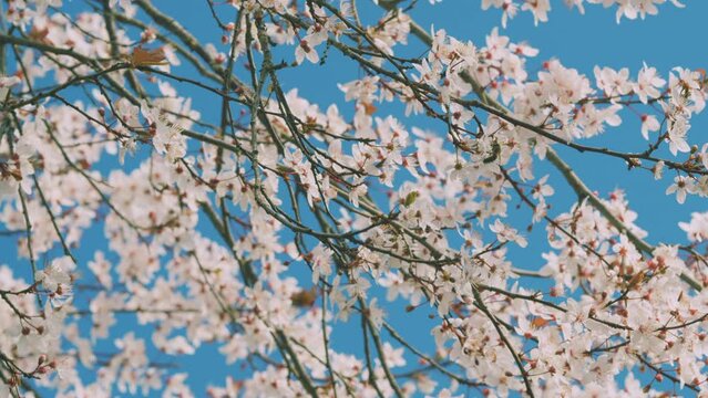 Cherry Blossoms On Branches In Spring Morning. Blooming Red Leaf Plum. Flowering Blood Plum.