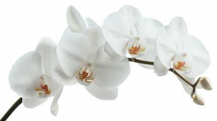 Naklejka na ściany i meble Close-Up of a White Flower on a Stem