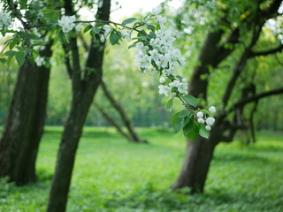 White flowers on an apple tree - lush hats of flowers and buds on tree branches in early spring. Sunny spring landscape - flowering apple orchard.