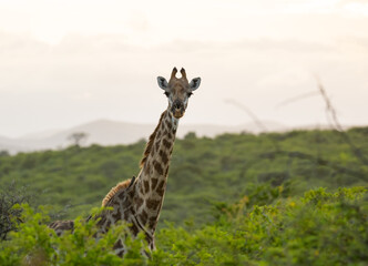 Giraffe im Naturreservat im Hluhluwe Nationalpark Südafrika
