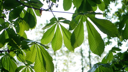 Chestnut tree in early spring. Young fresh leaves on chestnut tree against blue sky.