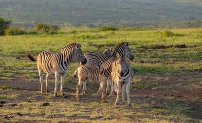Zebras im Naturreservat Hluhluwe Nationalpark Südafrika