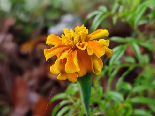 flower, nature, lily, plant, yellow, garden, bloom, orange, spring, blossom, flowers, beauty, leaf, flora, petal, floral, summer, beautiful, red, macro, petals