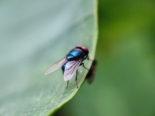 insect, fly, macro, nature, bug, animal, closeup, cicada, isolated, wildlife, wing, wings, close-up, leaf, detail, green, moth, small, white, brown, bee, summer, wasp, eye, eyes
