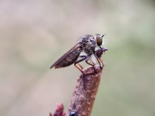 insect, fly, macro, nature, bug, animal, closeup, cicada, isolated, wildlife, wing, wings, close-up, leaf, detail, green, moth, small, white, brown, bee, summer, wasp, eye, eyes