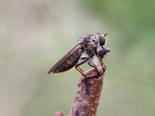 insect, fly, macro, nature, bug, animal, closeup, cicada, isolated, wildlife, wing, wings, close-up, leaf, detail, green, moth, small, white, brown, bee, summer, wasp, eye, eyes