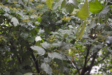 A large bush of young viburnum with a large number of leaves on it. A tree growing in the yard of a private house.