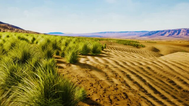 Flat desert with bush and grass
