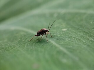Fototapeta premium insect, fly, macro, nature, bug, animal, closeup, cicada, isolated, wildlife, wing, wings, close-up, leaf, detail, green, moth, small, white, brown, bee, summer, wasp, eye, eyes