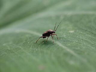 insect, fly, macro, nature, bug, animal, closeup, cicada, isolated, wildlife, wing, wings, close-up, leaf, detail, green, moth, small, white, brown, bee, summer, wasp, eye, eyes