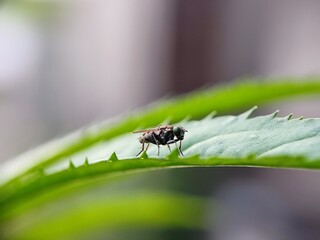 insect, macro, nature, bug, fly, leaf, beetle, animal, closeup, close-up, wild, wildlife, bee, plant, wasp, summer, insects, spider, fauna, brown, entomology, garden, small, grass, wing