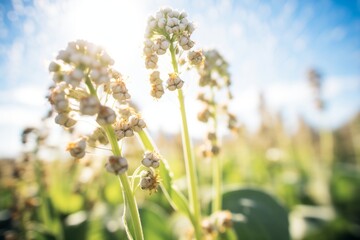 pollinated buckwheat flowers on a sunny day