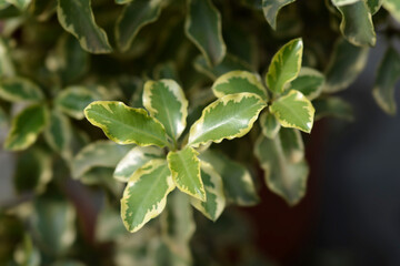 Variegated Kohuhu Silver Queen leaves