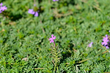 Fototapeta premium South American mock vervain flower