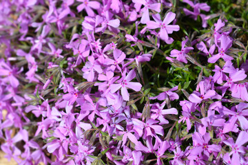 Obraz premium Creeping Phlox flowers