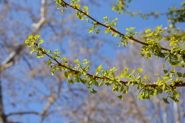 Ginkgo leaves