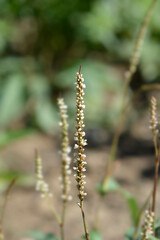 Mountain Fleece Alba flower