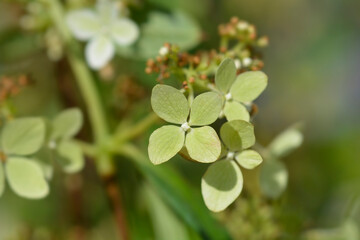 Naklejka premium Paniculate hydrangea Cofetti flowers
