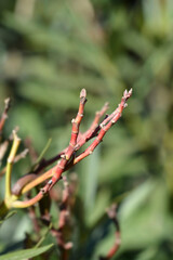 Common oleander branches with buds