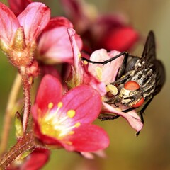 Die Fliege
