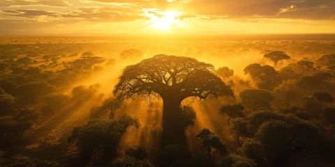 Deurstickers Aerial view of a beautiful sunrise over the baobab forest in Australia. Aerial view of the majestic Adansonia trees, also known as baobabs, standing tall in the African savannah.  © Oskar Reschke
