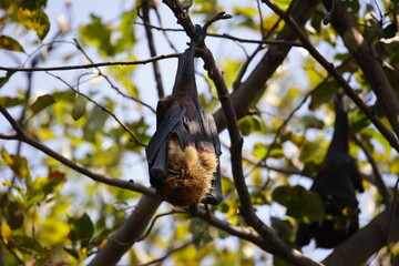 Fruit bats hanging around in Keoladeo National Park in India