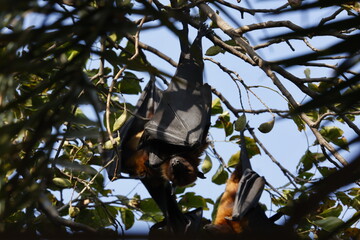 Fruit bats hanging around in Keoladeo National Park in India