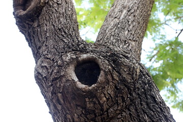 Obraz premium Texture of wood and tree bark in a city park.