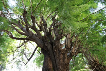 Texture of wood and tree bark in a city park.