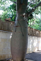 Texture of wood and tree bark in a city park.