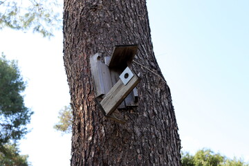 Texture of wood and tree bark in a city park.